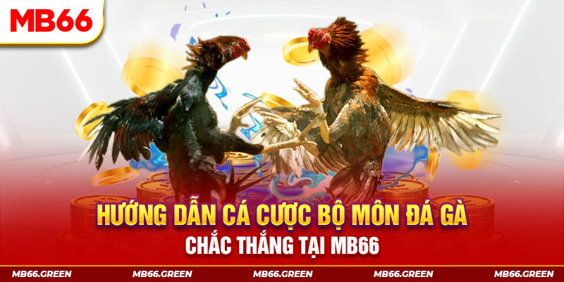 Hướng dẫn cá cược bộ môn đá gà chắc thắng tại MB66